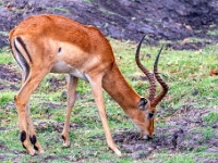 Rezerwat w Chobe (Botswana)